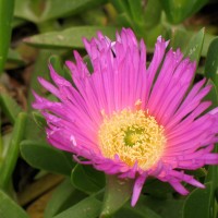 Hottentot Fig